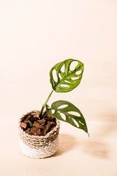 Monstera lechleriana